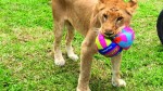 rescued Circus lions