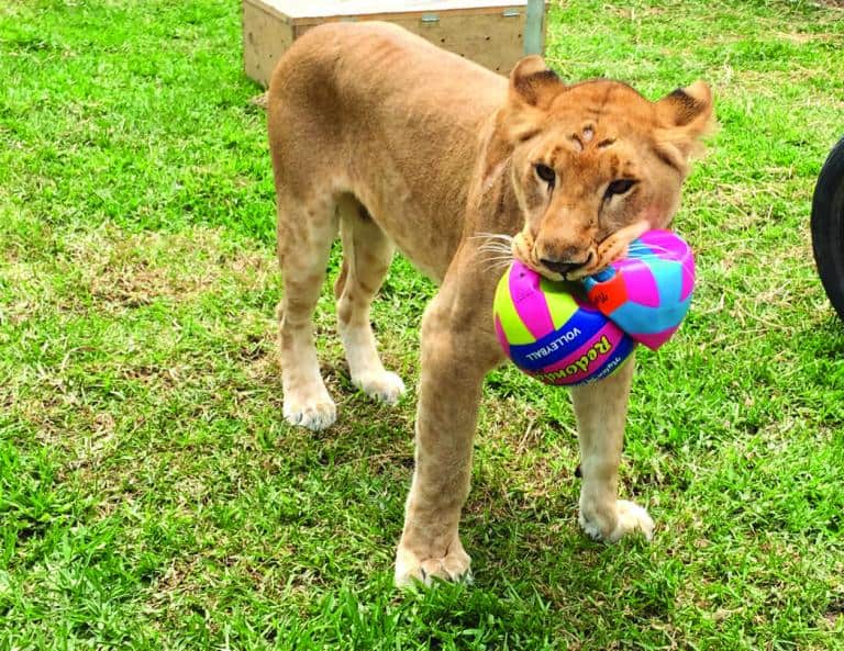 rescued Circus lions