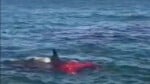 Alcatraz shark