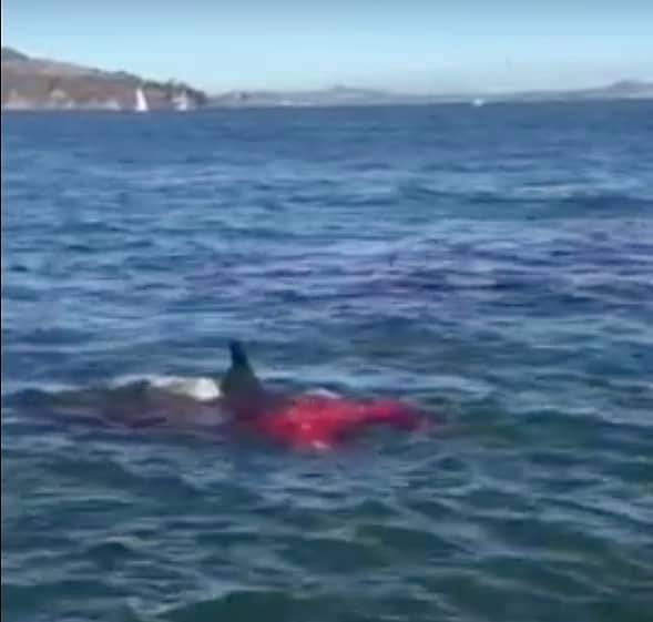 Alcatraz shark