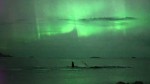 Northern Lights whales