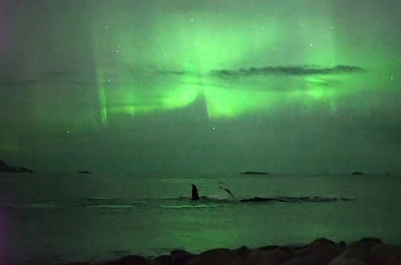 whales bask under the northern lights