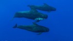 grieving whale