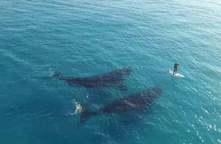 Paddle Boarding with whales