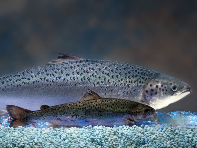 gmo salmon