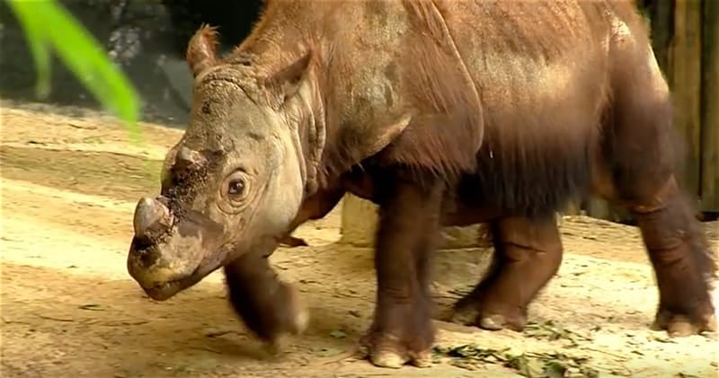 Harupan Sumatran rhino