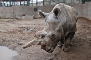 rhino