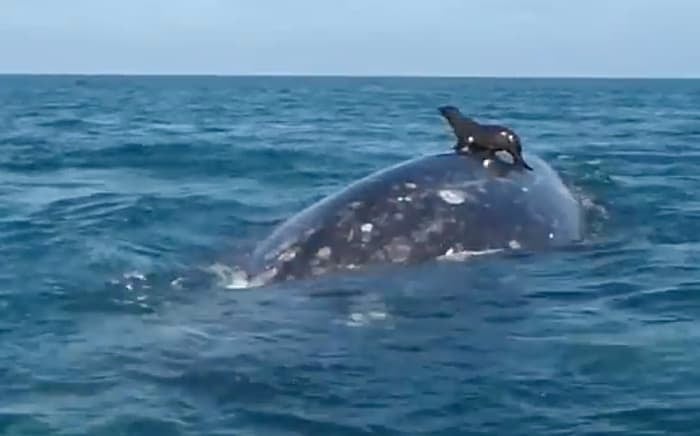 Seal rides a whale