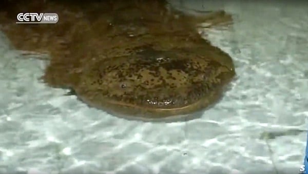 Giant Salamander - oldest living creature 