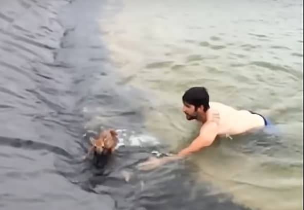 Science hunk rescues fawn