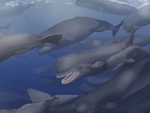 whales