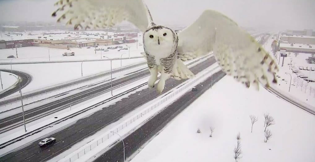 Snowy Owl