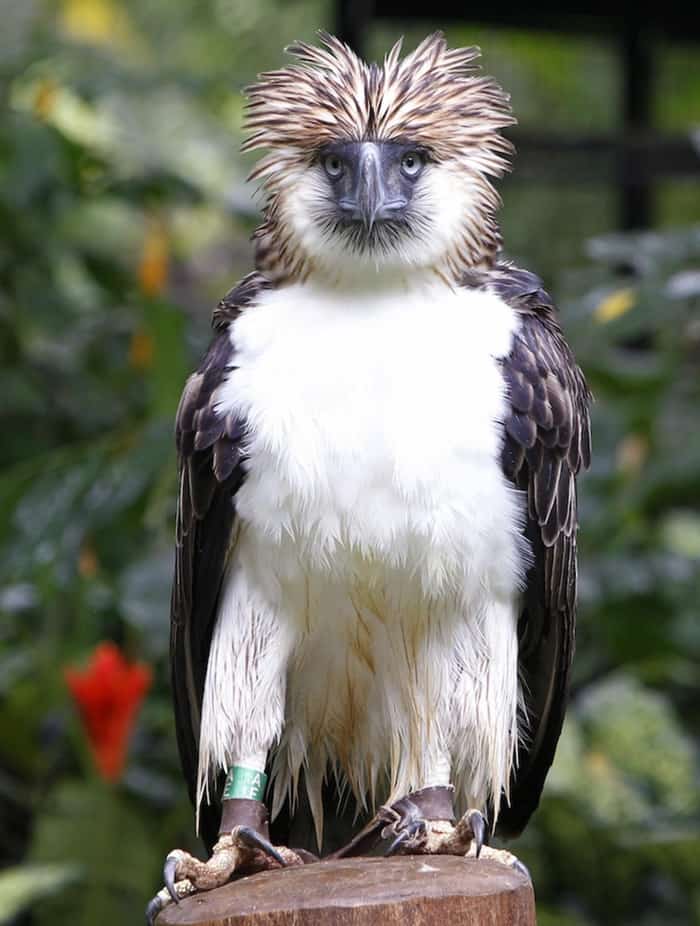 Adult eagle "Mindanao" at the Philippine Eagle Foundation in Davao city.