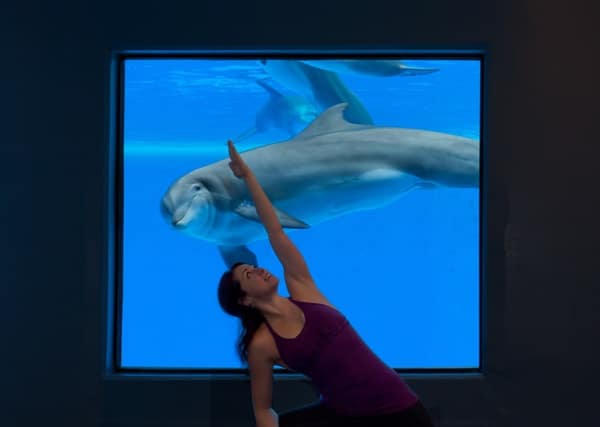 Yoga Among the Dolphins, The Mirage