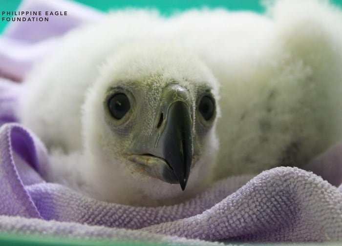 philippine eagle