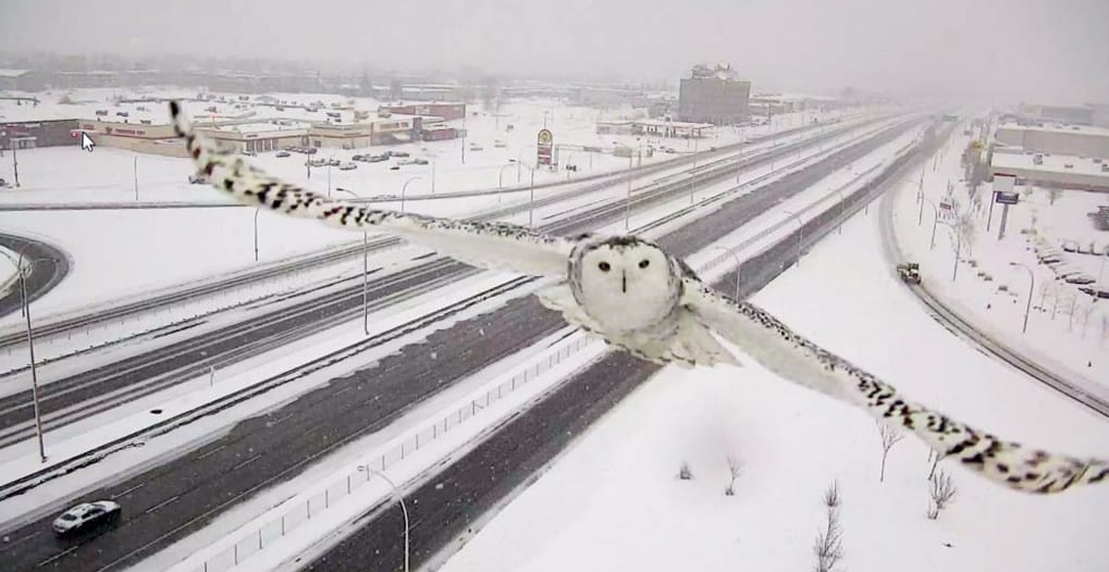 Snowy Owl