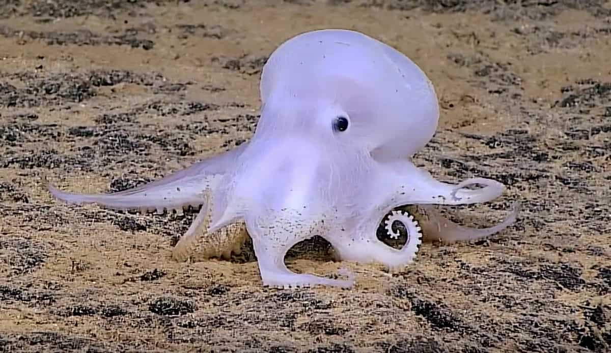 Ghost Octopus