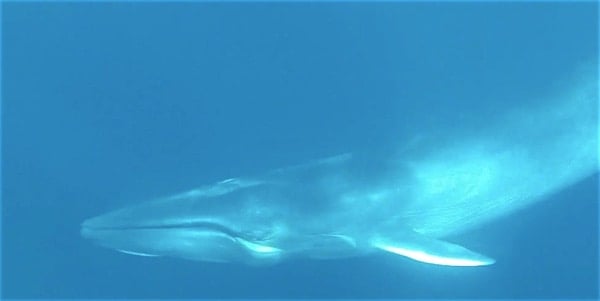 omuras whale