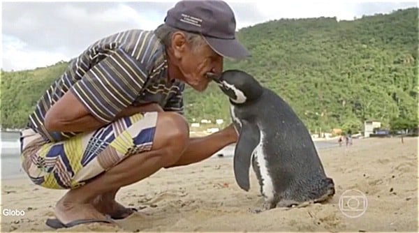 Penguin swims