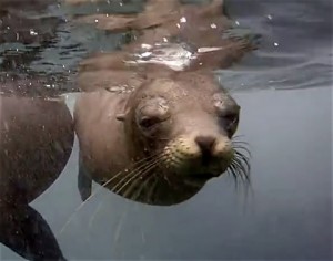 sea_lions