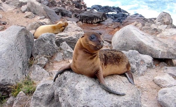 Galapagos Sea Lions