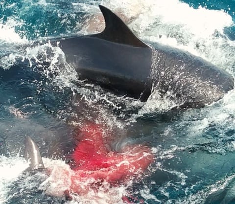 Whale Watch Boat Sees Blood In The Water, Then Gets A Big Surprise ...