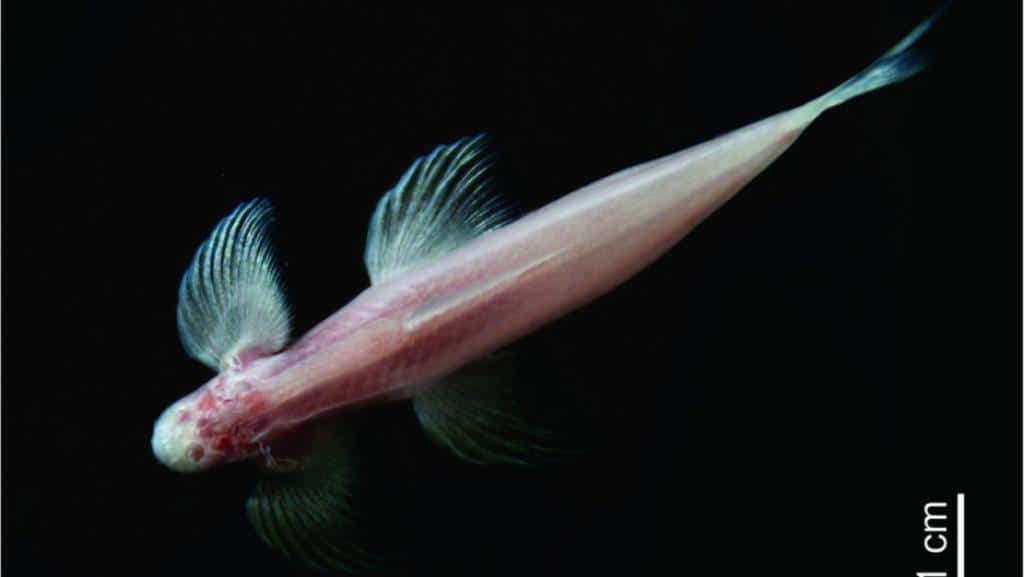 This tiny Thai "cave fish" could hold key information about how humans evolved. (Daphne Soares/New Jersey Institute of TechnologyCourtesy)