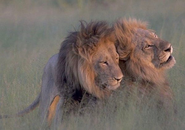 male lions