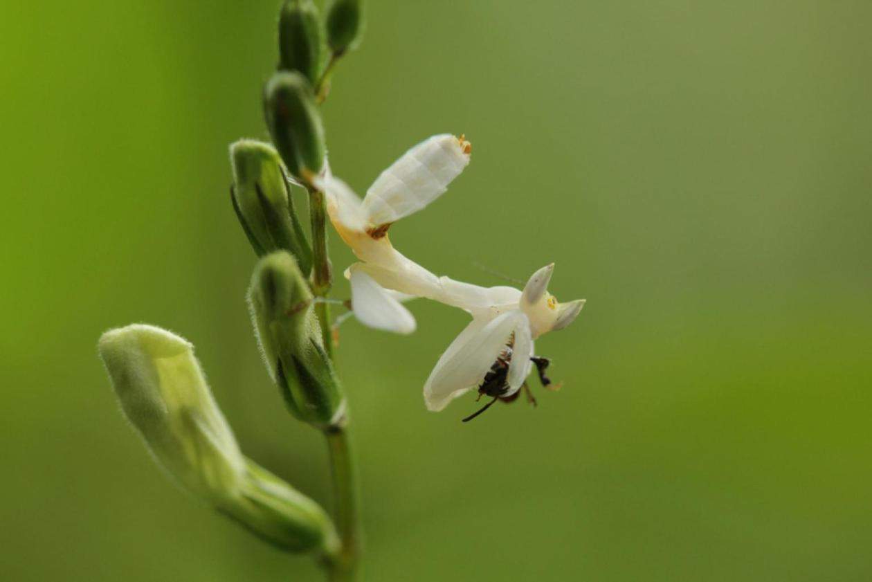 A female juvenile orchid mantis chows down.