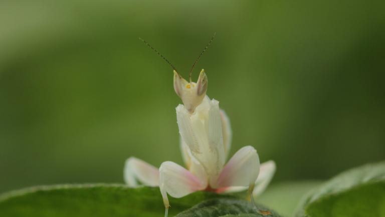 A female juvenile orchid mantis