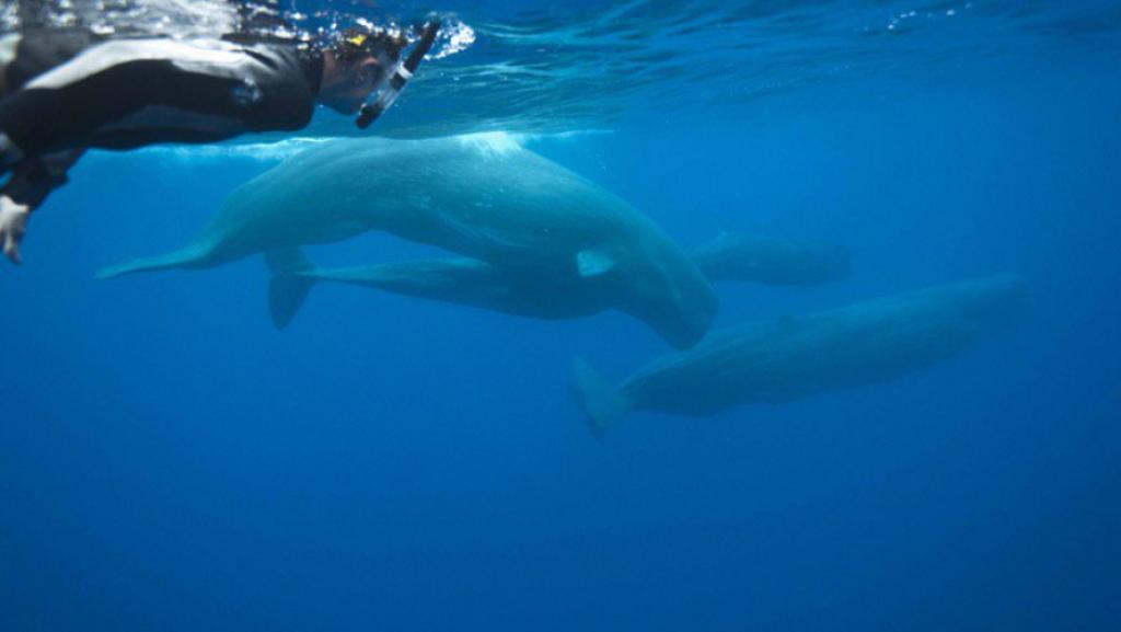 Peter Hoare diving in the Azores among a pod of sperm whales. (Andrew Sutton/eco2.com/Courtesy)