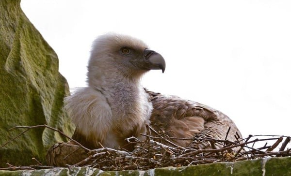 Male vulture cares for an abandoned egg at Tierpark Northern Zoo (handout photo)