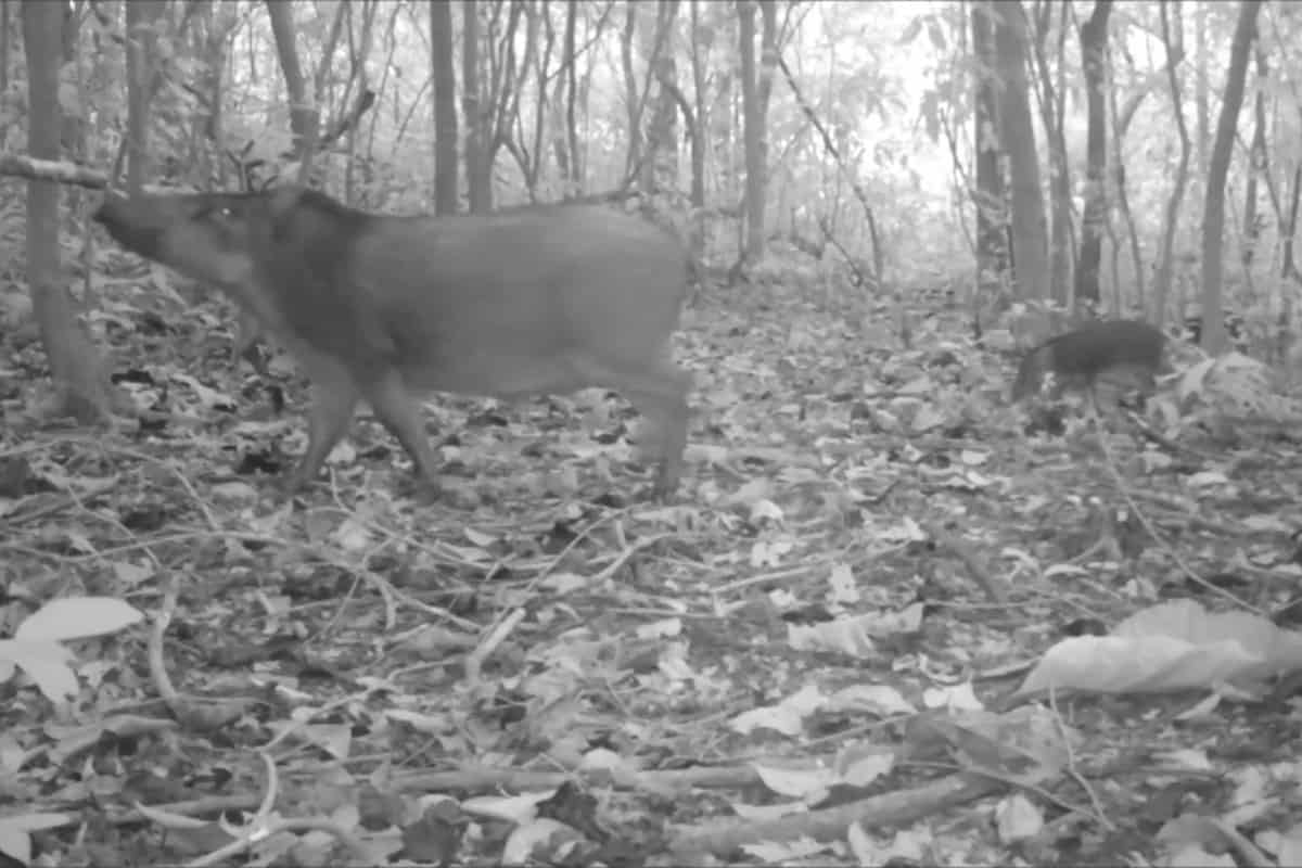 warty pig