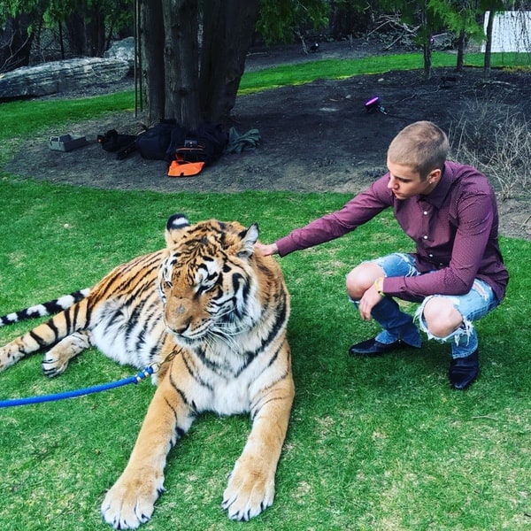 tiger Justin Bieber
