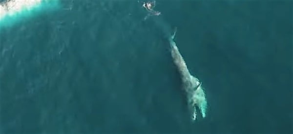 Brydes whales