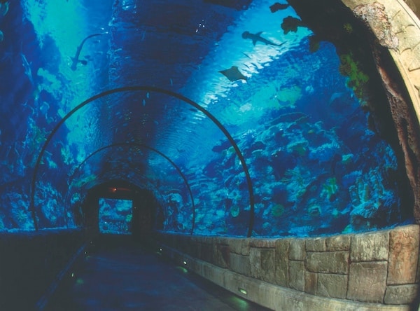 Shark Reef Aquarium at Mandalay Bay