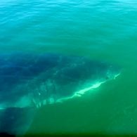 Great White Shark Provincetown