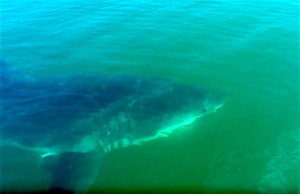 Great White Shark Provincetown