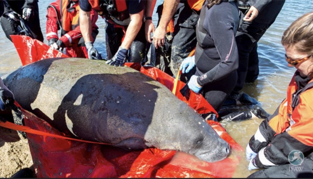 manatee