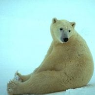 Polar bear