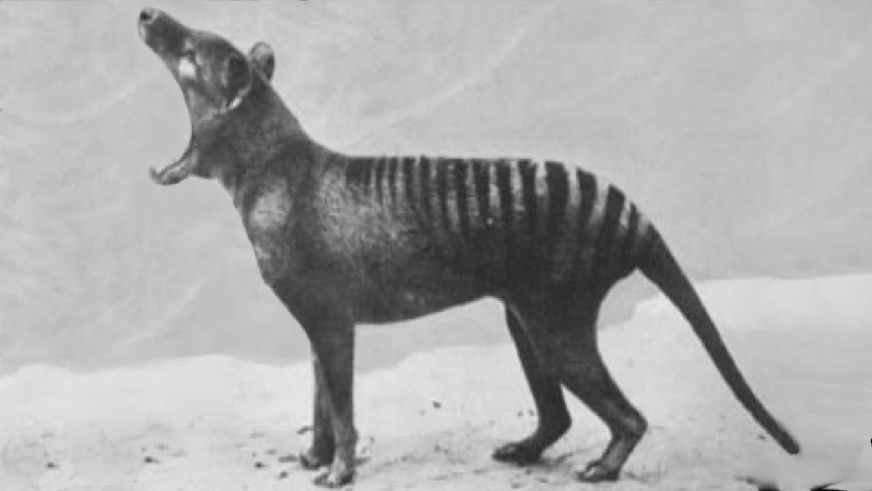 extinct