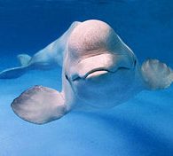 beluga whale