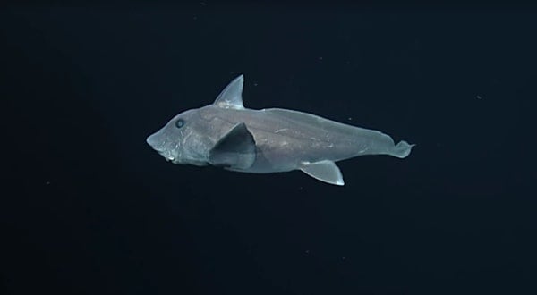 ghost shark