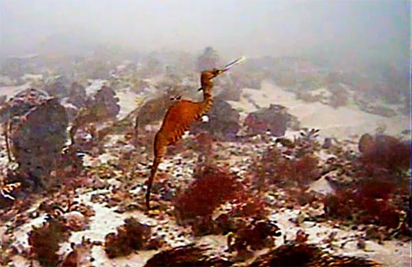 ruby seadragon