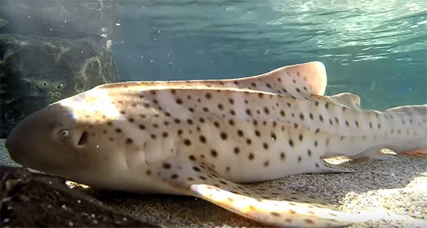 zebra shark