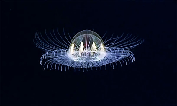 cosmic jellyfish