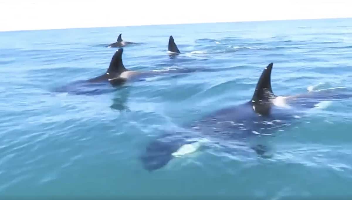 orcas