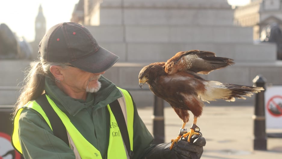 Handler Paul Picknell and the Harris's hawk, Lemmy, in London's Trafalgar Square. Lemmy's job is not to hunt pigeons, but to deter them. Credit: Leo Hornak