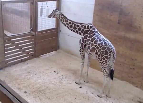 April giraffe