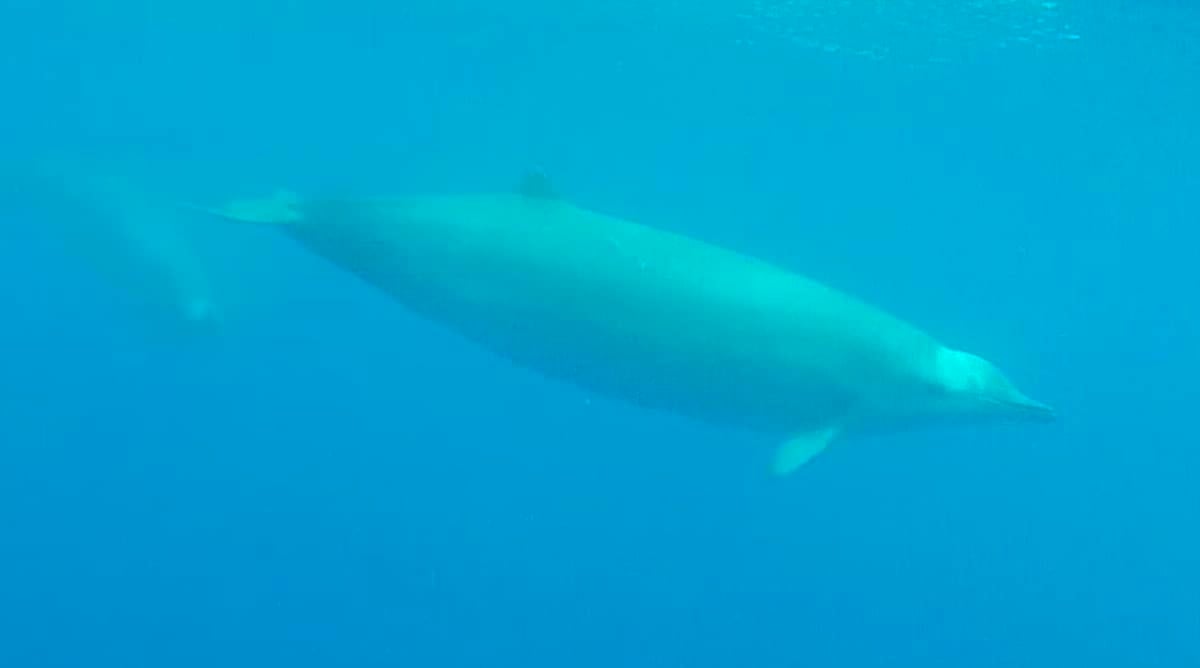 True's Beaked Whales